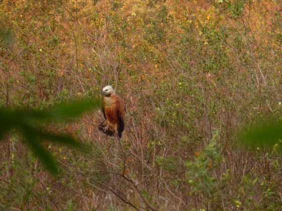 arra Mansa Lodge Hawk