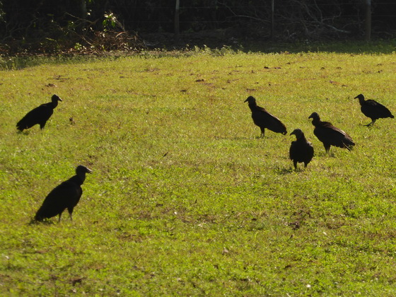 POUSADA Xaraes Black Vulture 