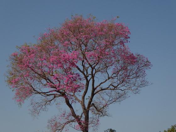 Pantanal back to aquidauana