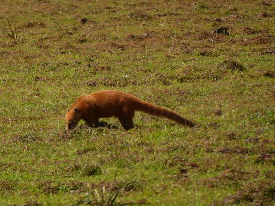 Coati  Racoon Nasenbär