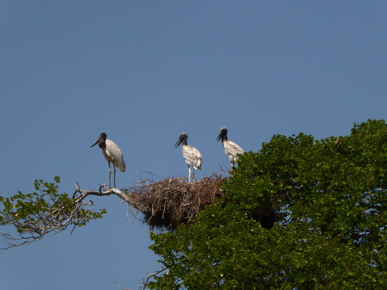 Jabiru Tuiuiu Storch