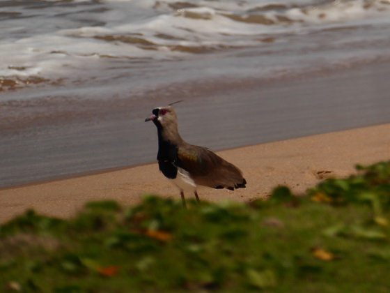 Lapwing