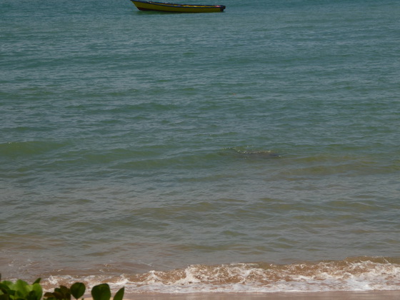 Suchbild mit Schildkröte alle 5 Minuten tauchte die Tartaruga vor uns am Strand auf 