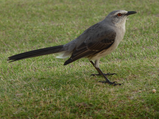 Flycatcher 