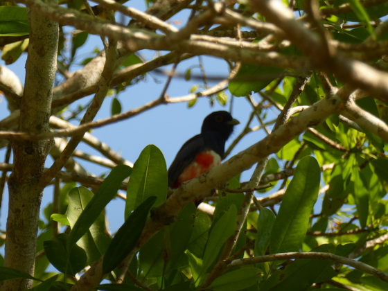 blue-crowned-trogon 