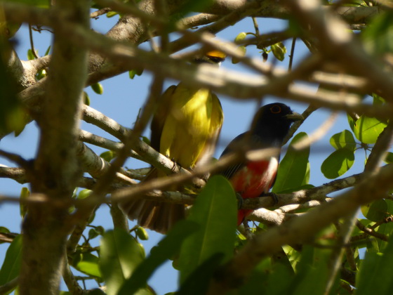 blue-crowned-trogon 