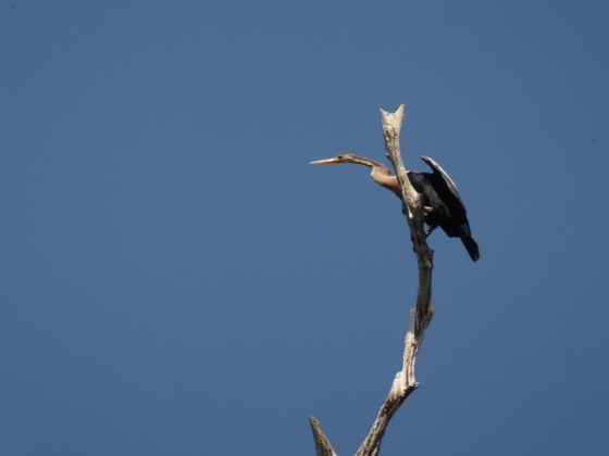 schlangenhalsvogel