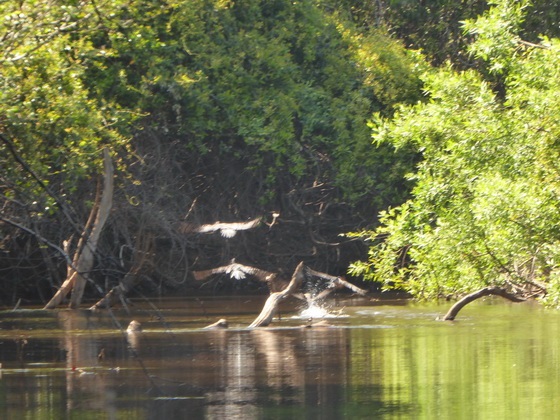 Kormoran