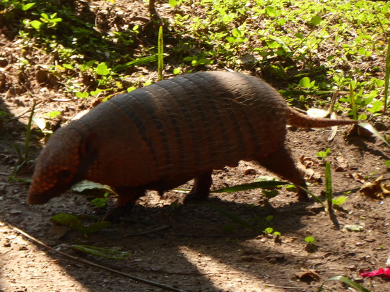 armadillho