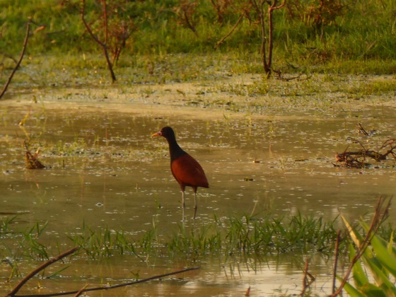 jacana