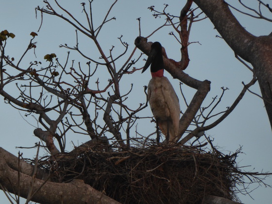   POUSADA Xaraes Jabiru Tuiuiui Storch wie Marabu in Africa POUSADA Xaraes Jabiru Tuiuiui Storch wie Marabu in Africa 