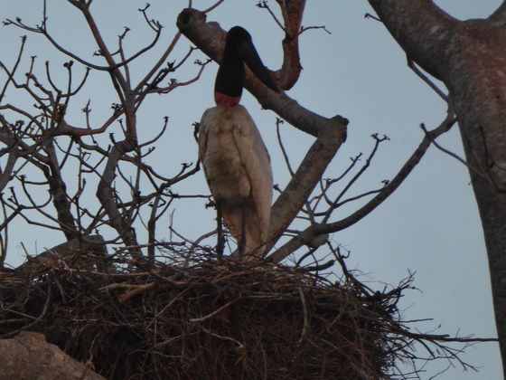   POUSADA Xaraes Jabiru Tuiuiui Storch wie Marabu in Africa POUSADA Xaraes Jabiru Tuiuiui Storch wie Marabu in Africa  + Macau Hyazinthara