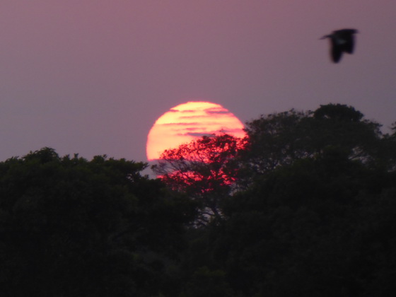 Sundowner Trees Sundowner Trees  