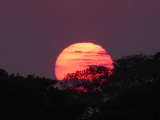 Sundowner Trees Sundowner Trees  