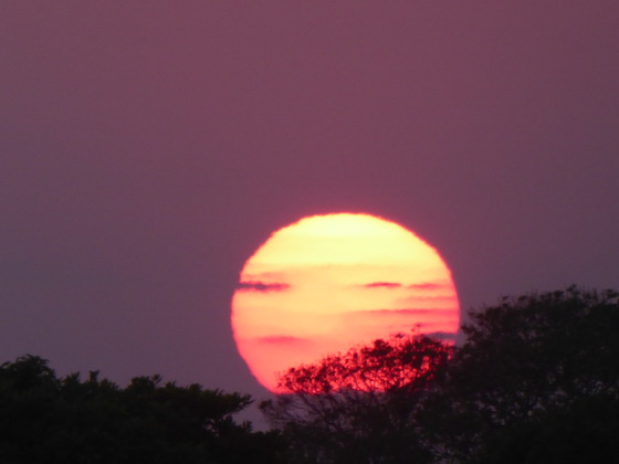 Sundowner Trees Sundowner Trees  