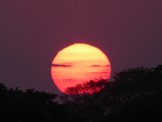 Sundowner TreesSundowner Trees  