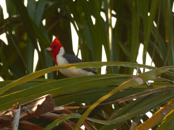 ellow Bill Cardinal Gelbschnabel Kardinal  Red Crested Cardinal 