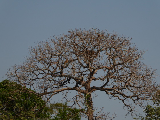 POUSADA Xaraes pantanal-sundowner