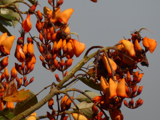 POUSADA Xaraes pantanal-sundowner