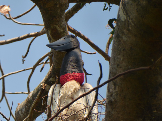   POUSADA Xaraes Jabiru Tuiuiui Storch wie Marabu in Africa POUSADA Xaraes Jabiru Tuiuiui