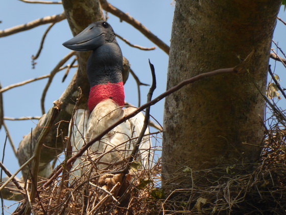   POUSADA Xaraes Jabiru Tuiuiui Storch wie Marabu in Africa POUSADA Xaraes Jabiru Tuiuiui