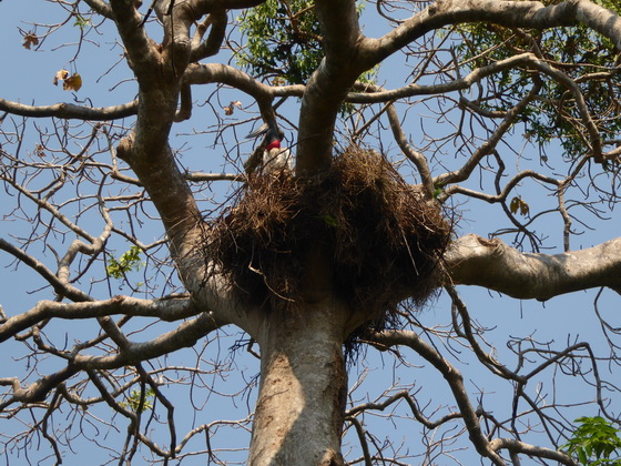   POUSADA Xaraes Jabiru Tuiuiui Storch wie Marabu in Africa POUSADA Xaraes Jabiru Tuiuiui