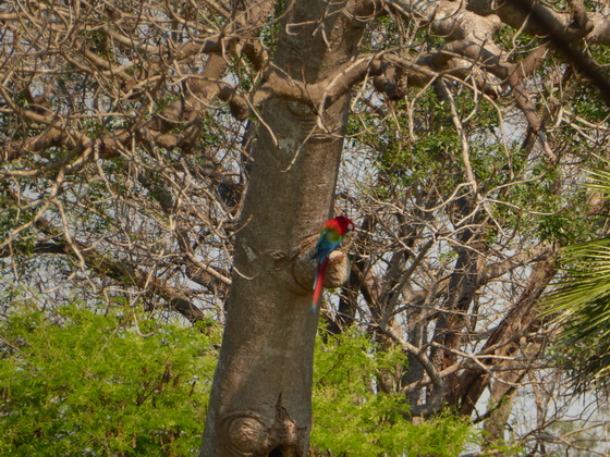   Macaw  Red-and-green-Macaw  Macaw  Red-and-green-Macaw  