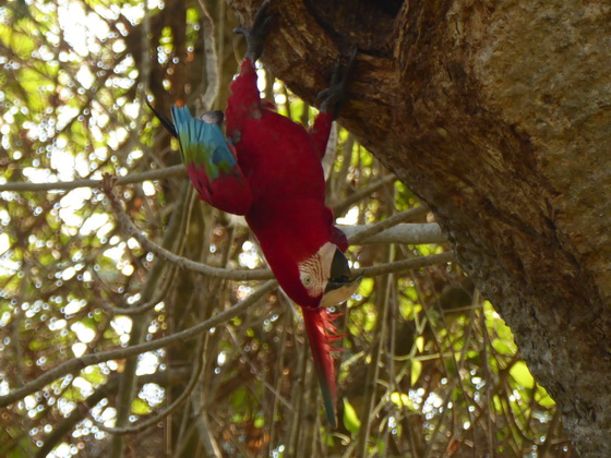   Macaw  Red-and-green-Macaw  Macaw  Red-and-green-Macaw  