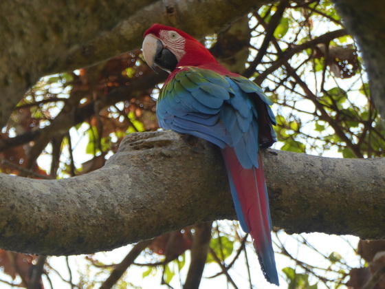   Macaw  Red-and-green-Macaw  Macaw  Red-and-green-Macaw  