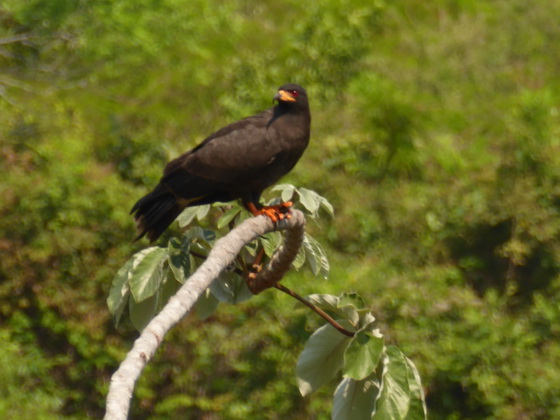 Snail Kite