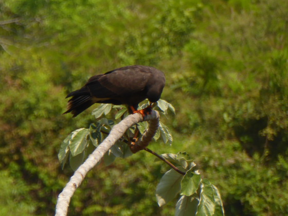   Hawk Hawk Savannah Hawk