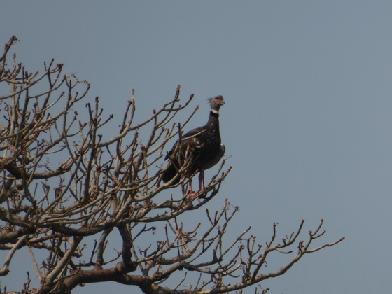 Southern-Screamer