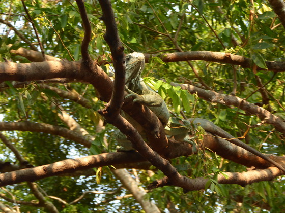 kaiman on Island Jacare Lizard 