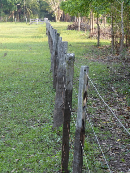  Schnurgerade Zäune Pantanal