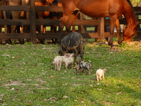 POUSADA Xaraes  Wild and House Pigs mixed