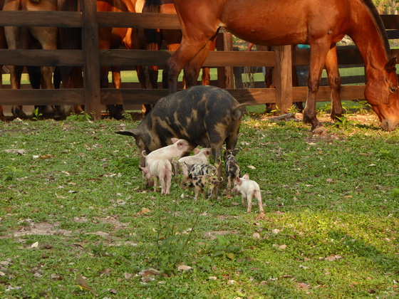 POUSADA Xaraes  Wild and House Pigs mixed