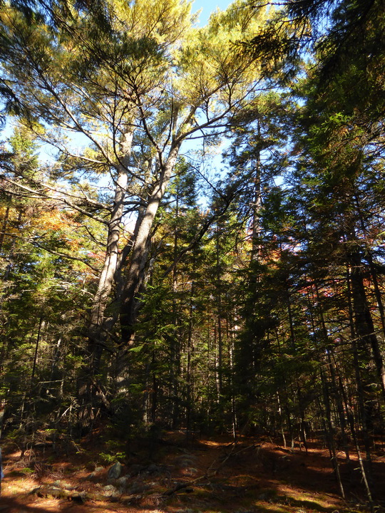 Wanderung im Acadia-Nationalpark  Cadillac Mountain NP  Hiking Trail from Otter Cove to Top