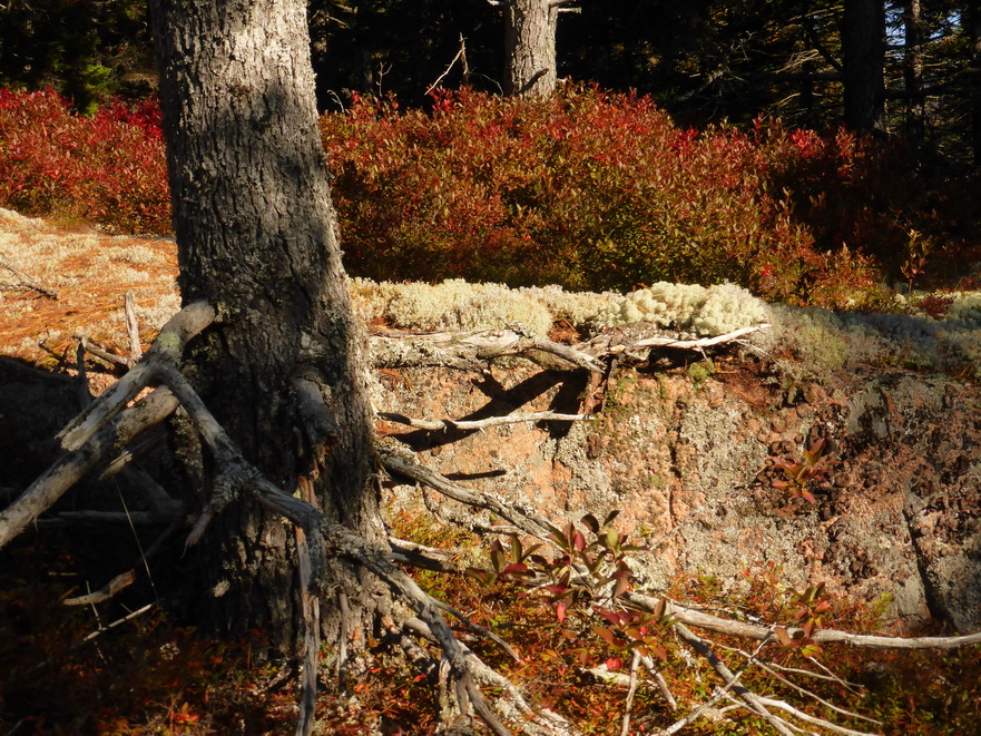 Wanderung im Acadia-Nationalpark  Cadillac Mountain NP  Hiking Trail from Otter Cove to Top