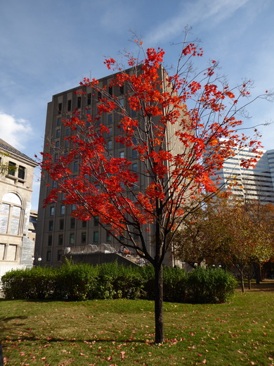 &nbsp;&nbsp;Montreal Abstieg Mont Royal Montreal Abstieg Mont Royal