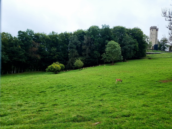 Adler- und Wolfspark Kasselburg Gerolstein