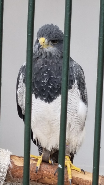 Adler- und Wolfspark Kasselburg Gerolstein KasselburgGerolstein Adlervolieren 