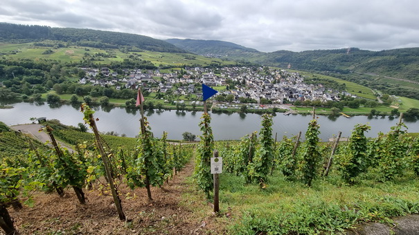   Mosel Marienburg (Mosel) Pnderich Weinberge Mosel Marienburg 