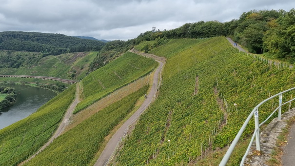   Mosel Marienburg (Mosel) Pnderich Weinberge Mosel Marienburg 