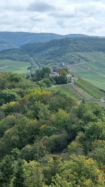   Mosel Marienburg (Mosel) Pnderich Weinberge Mosel Marienburg 