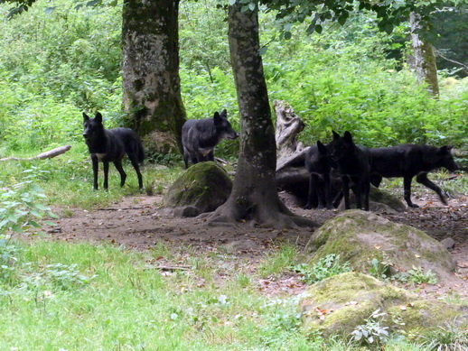 Adler- und Wolfspark Kasselburg Gerolstein Polarwlfe Timberwlfe