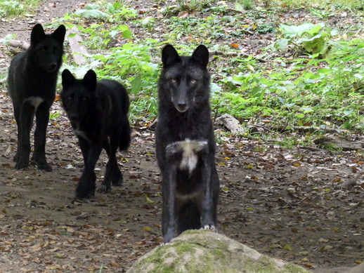 Adler- und Wolfspark Kasselburg Gerolstein Polarwlfe Timberwlfe