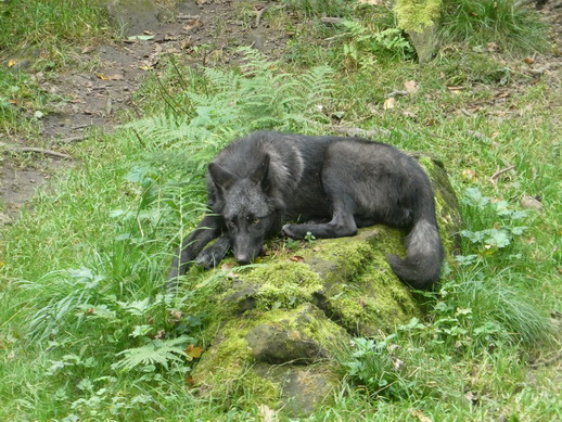 Adler- und Wolfspark Kasselburg Gerolstein Polarwlfe Timberwlfe