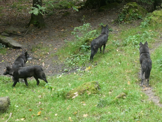 Adler- und Wolfspark Kasselburg Gerolstein Polarwlfe Timberwlfe