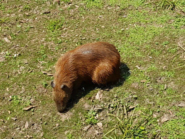 Passo do Lontra Fischermenlodge am Rio Miranda