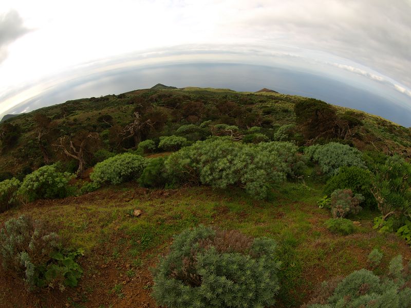 Sabinosa Wacholderwald von El Sabinar windgeformte WachholderbumeSabinosa Wacholderwald von El Sabinar